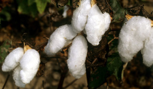 pima cotton