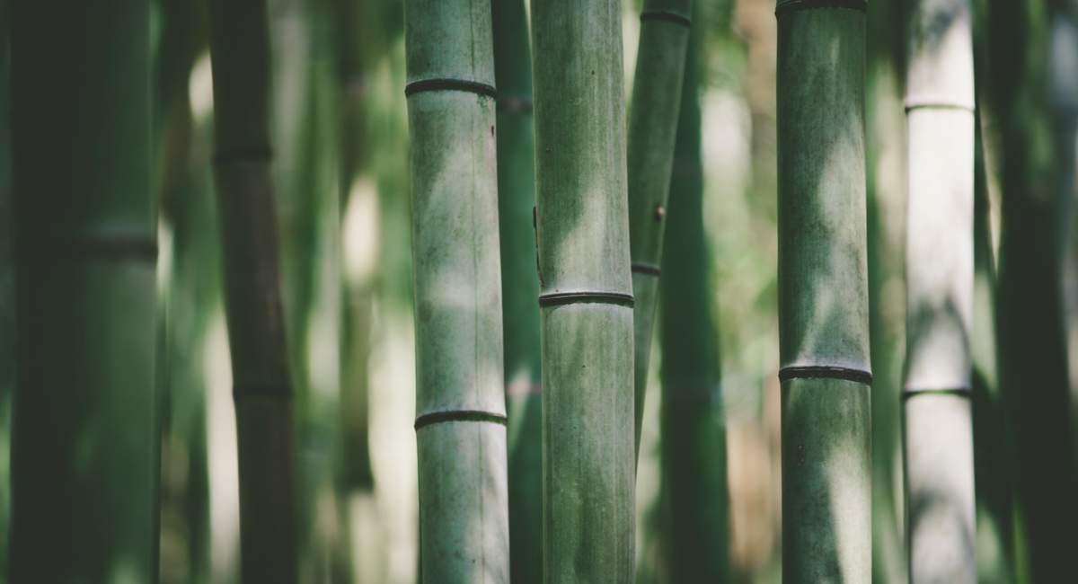 bamboo fabric dictionary